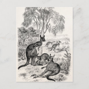 Cartão Postal Vintage Século 1800 Cangurus Gigantes Canguru Aust