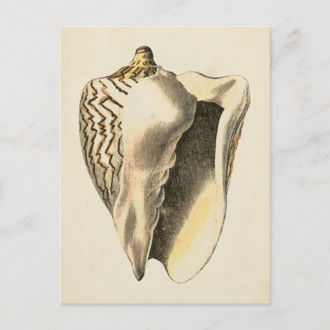 Cartão Postal Vintage Sepia Conch Shell (Frente)