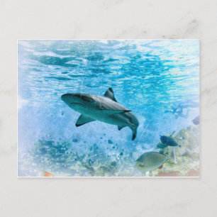 Cartão postal Vintage Shark
