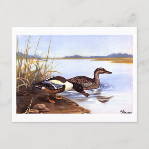 Cartão Postal Vintage Shoveler Ducks por R E Todhunter assinado
