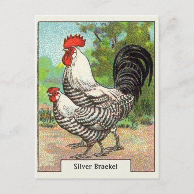 Cartão Postal Vintage Silver Braekel Chicken (Frente)