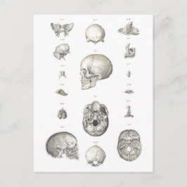 Cartão Postal Vintage Skull e Bones Anatomia