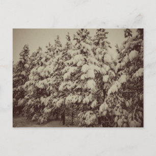 Cartão Postal Vintage Snowscape, Conifer, CO