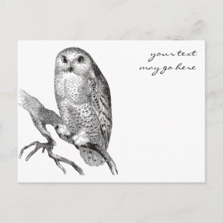 Cartão postal Vintage Snowy Owl