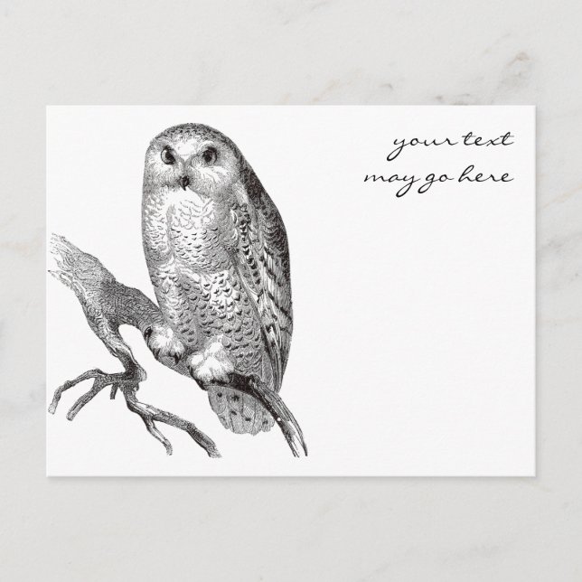 Cartão postal Vintage Snowy Owl (Frente)