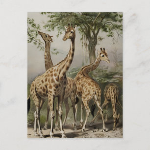 Cartão Postal Vintage South African Giraffes