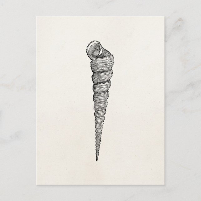 Cartão Postal Vintage Spiral Seashell Antique Shells Parchment (Frente)