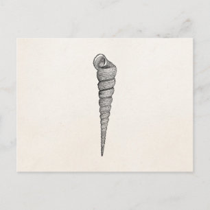 Cartão Postal Vintage Spiral Seashell - Pergaminho Antiguo