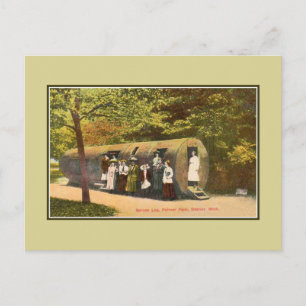 Cartão Postal Vintage Spruce Log Palmer Park Detroit