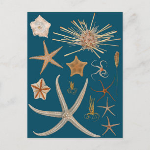 Cartão Postal Vintage Starfish