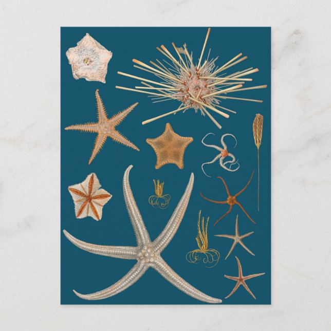 Cartão Postal Vintage Starfish (Frente)