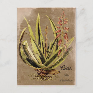 Cartão Postal Vintage Style Aloe Plant