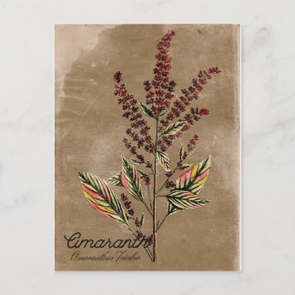 Cartão Postal Vintage Style Amaranth Plant