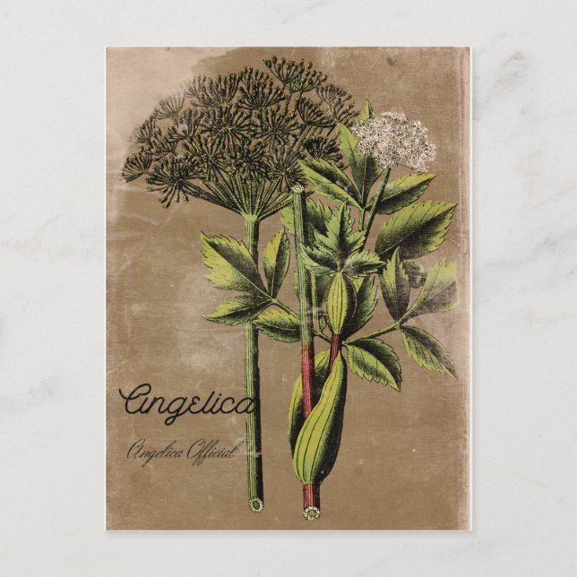 Cartão Postal Vintage Style Angelica Plant (Frente)
