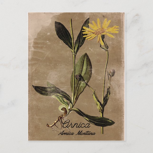 Cartão Postal Vintage Style Arnica Flower (Frente)