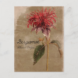Cartão Postal Vintage Style Bergamot Plant Flower