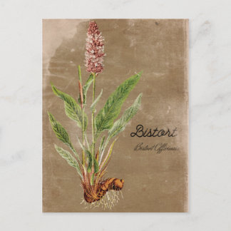 Cartão Postal Vintage Style Bistort Flower