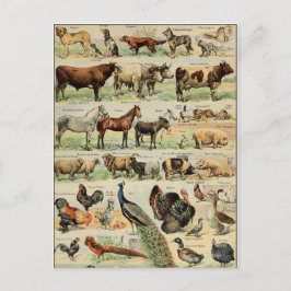 Cartão Postal Vintage Style Farm Animais