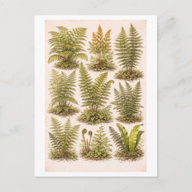 Cartão Postal Vintage-Style Ferns Illustration (Frente)