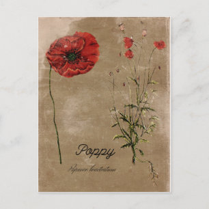Cartão Postal Vintage Style Poppy Flower Postar Card
