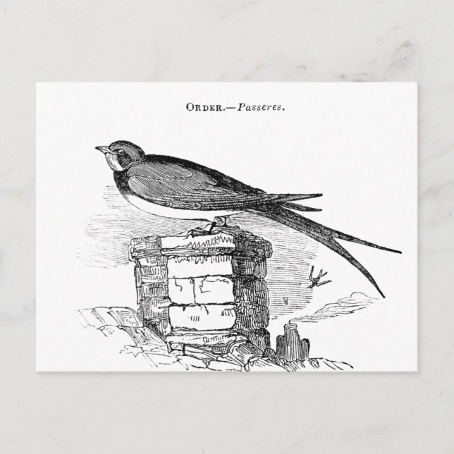 Cartão Postal Vintage swallow bird (Frente)
