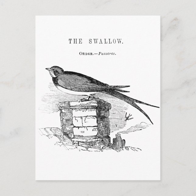 Cartão Postal Vintage swallow bird (Frente)