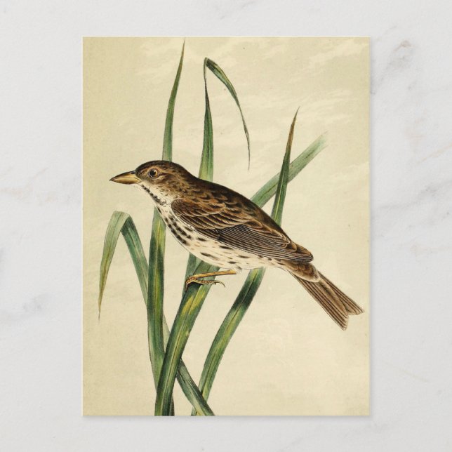 Cartão Postal Vintage Swamp Swallow (Frente)