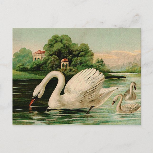 Cartão Postal Vintage Swan no lago (Frente)