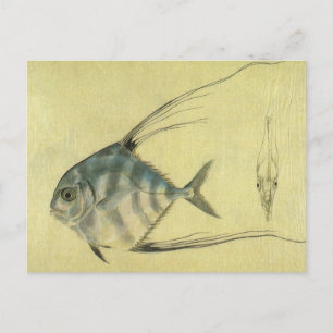 Cartão Postal Vintage Threadfin Trevally, Peixe Pompano Africano