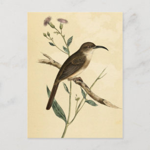 Cartão Postal Vintage Thrush Bird