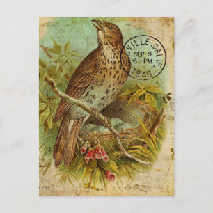 Cartão Postal Vintage Thrush Bird