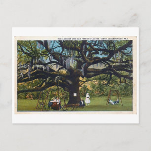 Cartão postal Vintage Treaty Oak Jacksonville Flo