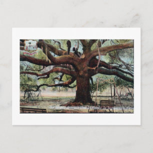 Cartão postal Vintage Treaty Oak Jacksonville Flo