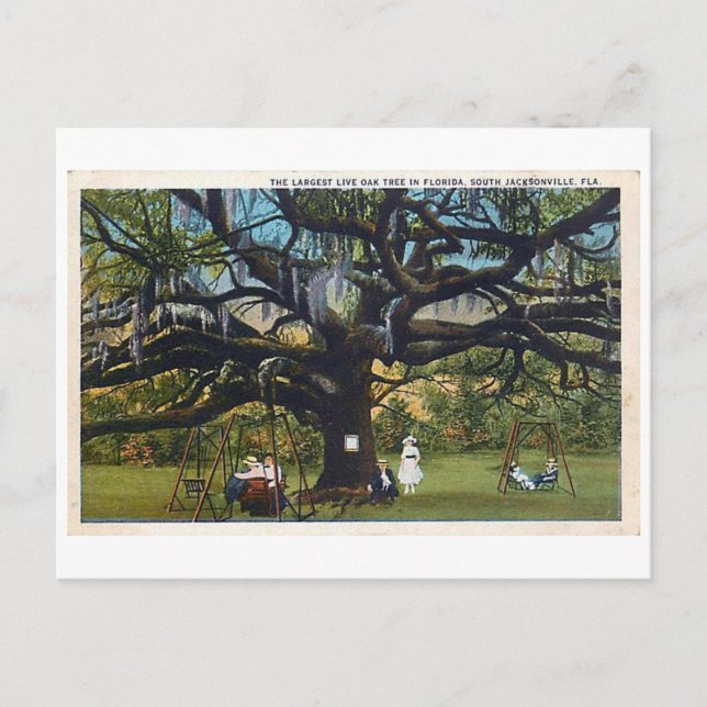 Cartão postal Vintage Treaty Oak Jacksonville Flor (Frente)