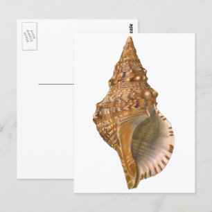Cartão Postal Vintage Triton Seashell Shell, Marine Ocean Animal