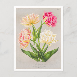 Cartão postal Vintage Tulip