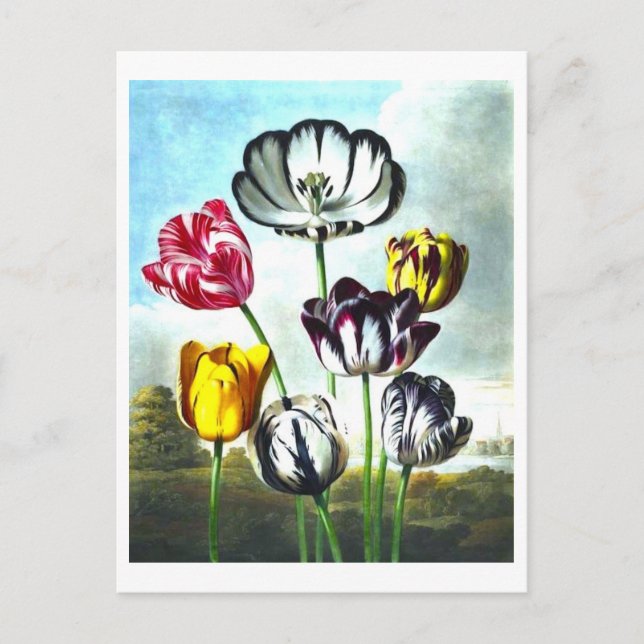 Cartão postal Vintage Tulips (Frente)