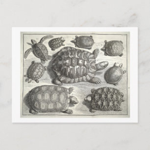 Cartão Postal Vintage Turtle Etching