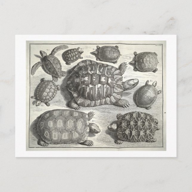 Cartão Postal Vintage Turtle Etching (Frente)