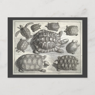 Cartão Postal Vintage Turtle Etching