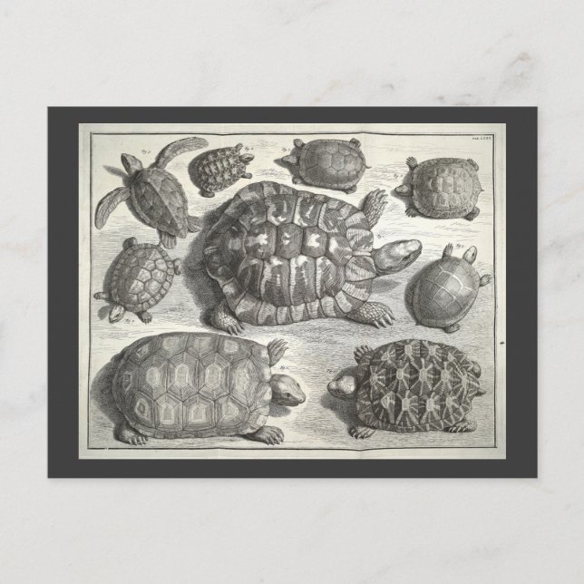 Cartão Postal Vintage Turtle Etching (Frente)