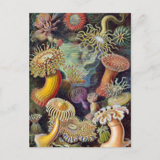 Cartão Postal Vintage Underwater Sea Anemones por Ernst Haeckel