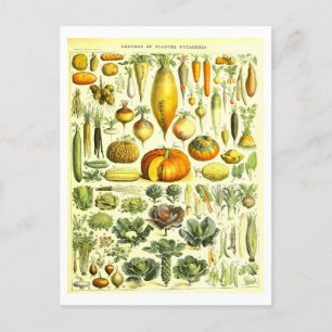Cartão postal Vintage Vegetable Botanical Illustra