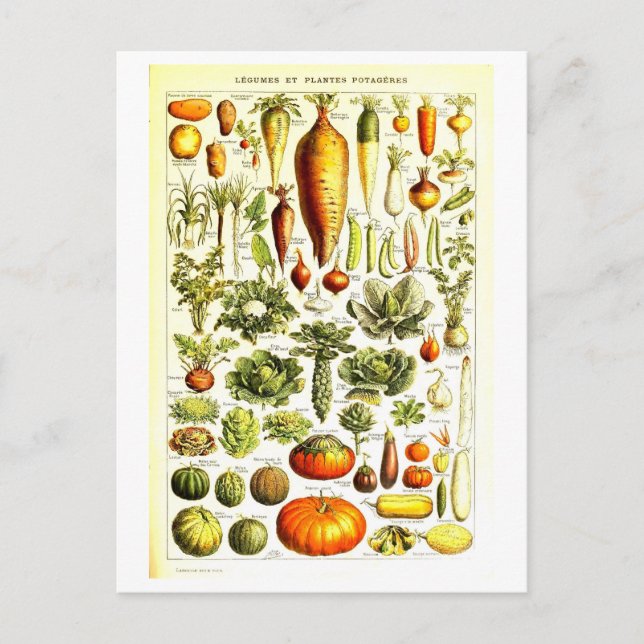 Cartão postal Vintage Vegetable Botanical Illustra (Frente)