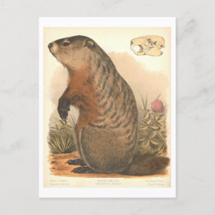 Cartão Postal Vintage Victorian Lithógrafo de Woodchuck