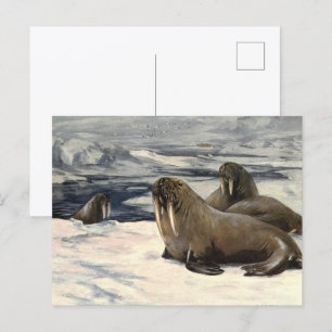 Cartão Postal Vintage Walruses no Ártico Neve por CE Swan