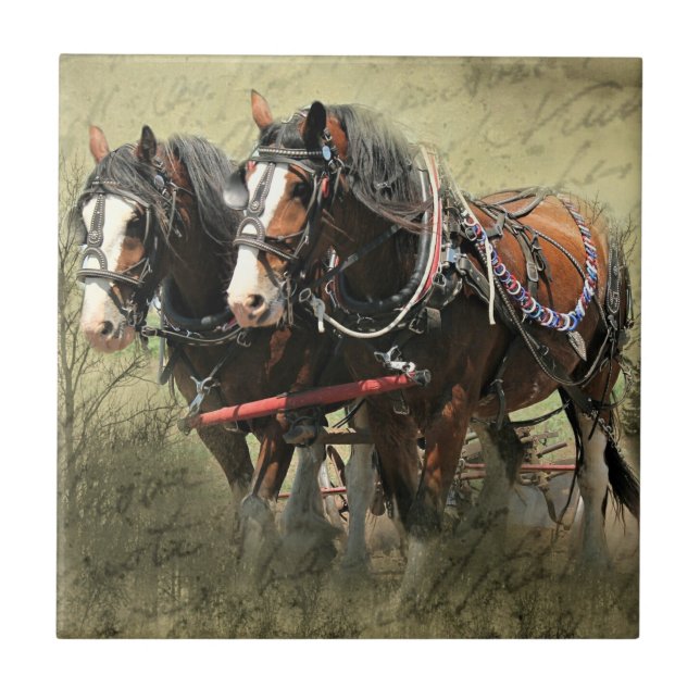 Cartão-postal Vintage Weathered Clydesdale (Frente)