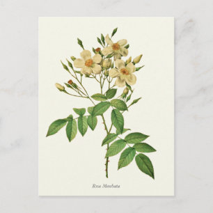 Cartão Postal Vintage White e Yellow Rose Botanic Impressão