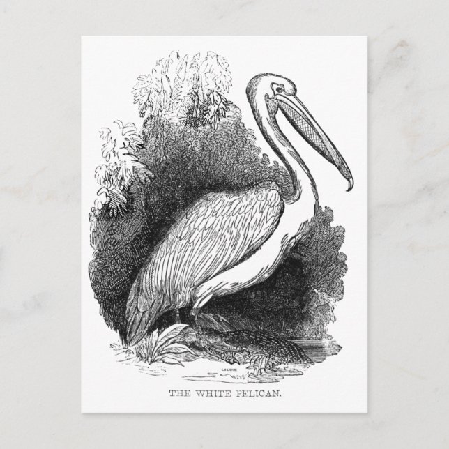 Cartão Postal Vintage White Pelican (Frente)