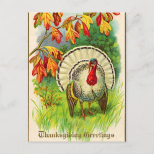 Cartão Postal Vintage White Turkey em Grass